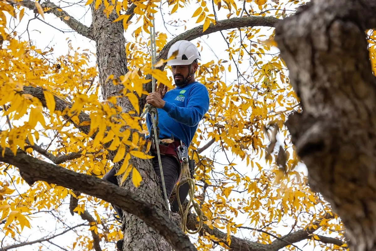 Skilled Tree Trimming crew working in Stowell